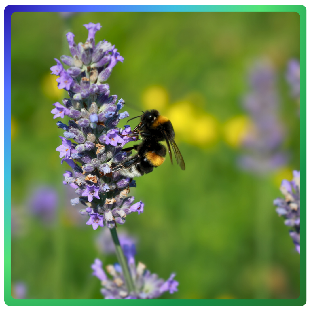 Colorado Bumble Bee pollinating a wildflower.